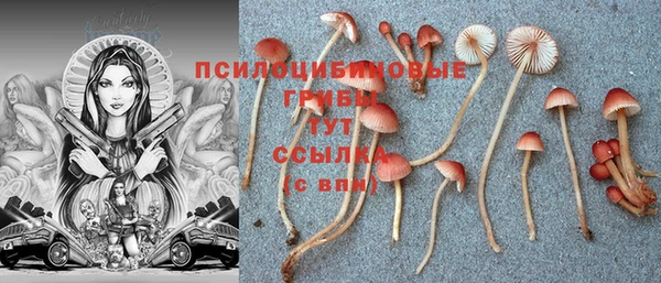 прущие крисы Новозыбков